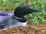 Precious / Common Loon